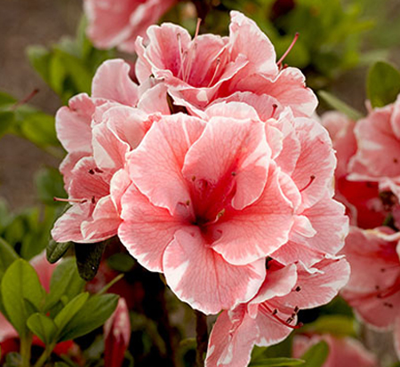 rhododendron-roblet-encore-reg-autumn-sunburst-reg-reblooming-azalea
