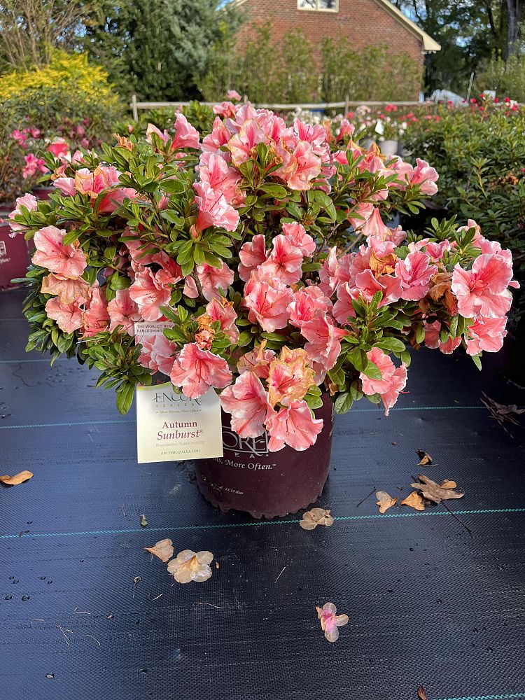 rhododendron-roblet-encore-reg-autumn-sunburst-reg-reblooming-azalea