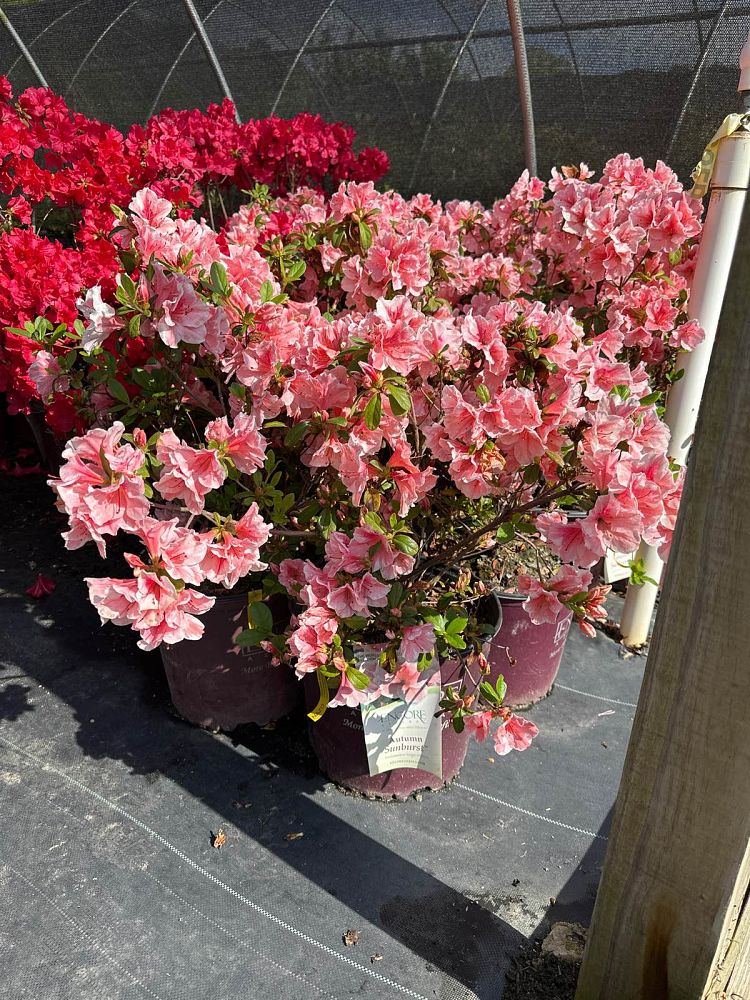 rhododendron-roblet-encore-reg-autumn-sunburst-reg-reblooming-azalea