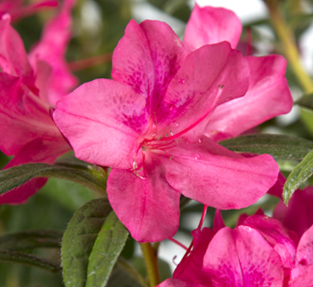 rhododendron-robleu-encore-reg-autumn-jewel-reg-reblooming-azalea
