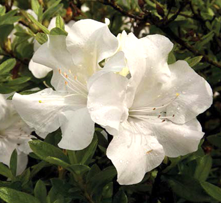 rhododendron-roblev-encore-reg-autumn-ivory-reg-reblooming-azalea