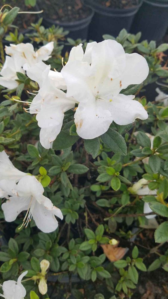 rhododendron-roblev-encore-reg-autumn-ivory-reg-reblooming-azalea