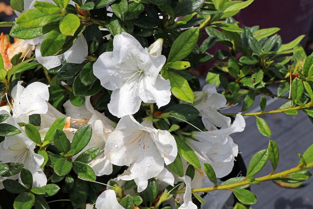rhododendron-roblev-encore-reg-autumn-ivory-reg-reblooming-azalea