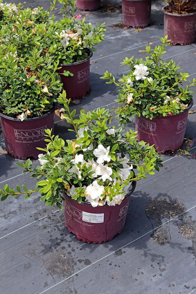 rhododendron-roblev-encore-reg-autumn-ivory-reg-reblooming-azalea