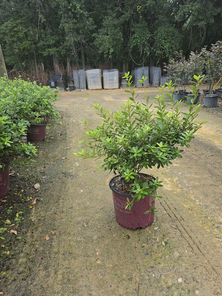 rhododendron-roblev-encore-reg-autumn-ivory-reg-reblooming-azalea