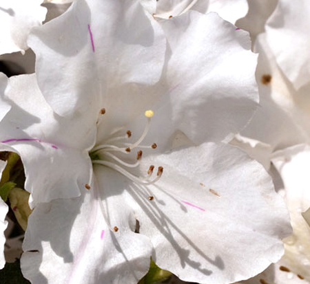rhododendron-roblex-encore-reg-autumn-lily-reg-reblooming-azalea