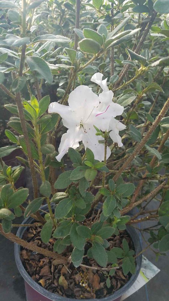 rhododendron-roblex-encore-reg-autumn-lily-reg-reblooming-azalea