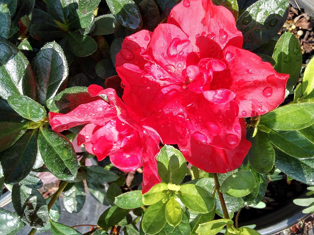 rhododendron-roblez-encore-reg-autumn-fire-reg-reblooming-azalea