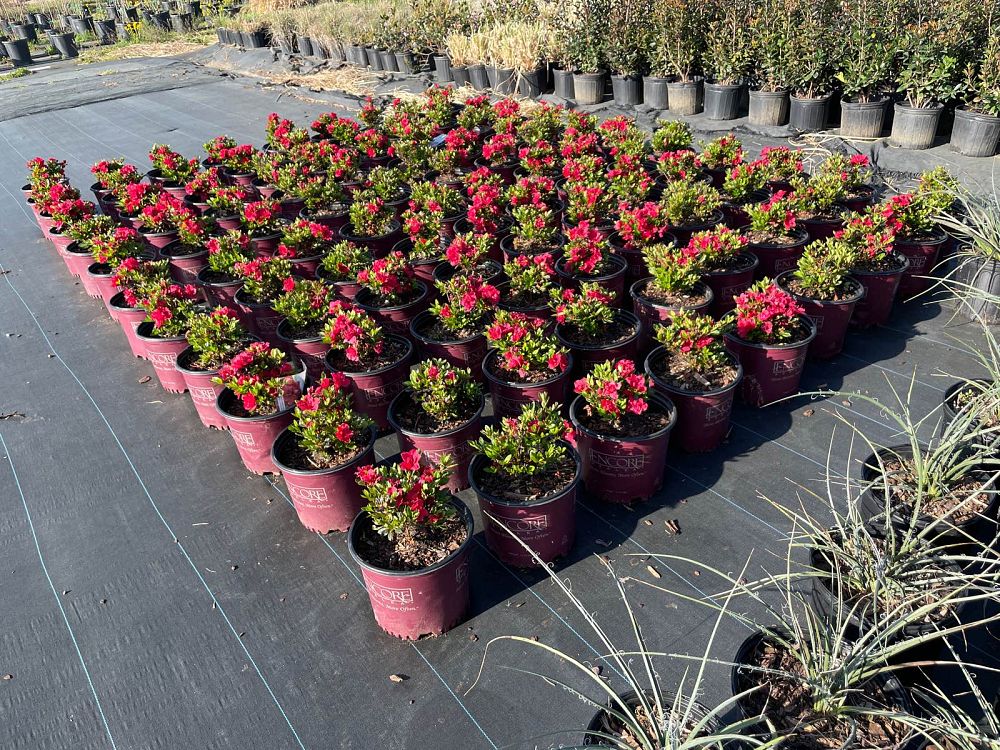 rhododendron-roblez-encore-reg-autumn-fire-reg-reblooming-azalea