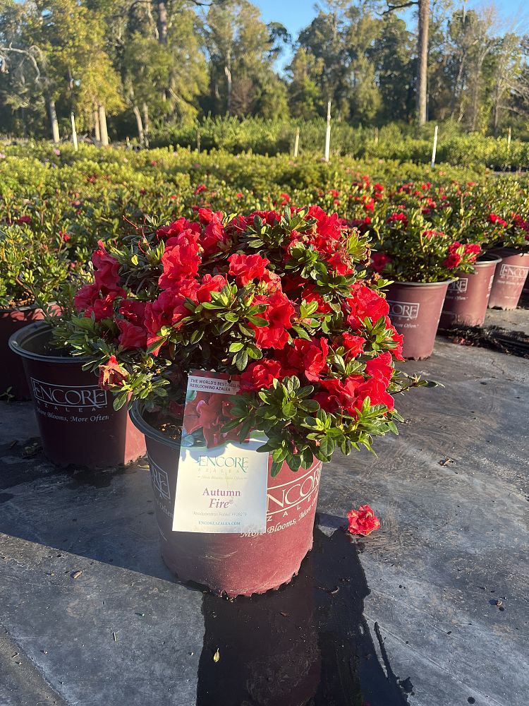 rhododendron-roblez-encore-reg-autumn-fire-reg-reblooming-azalea