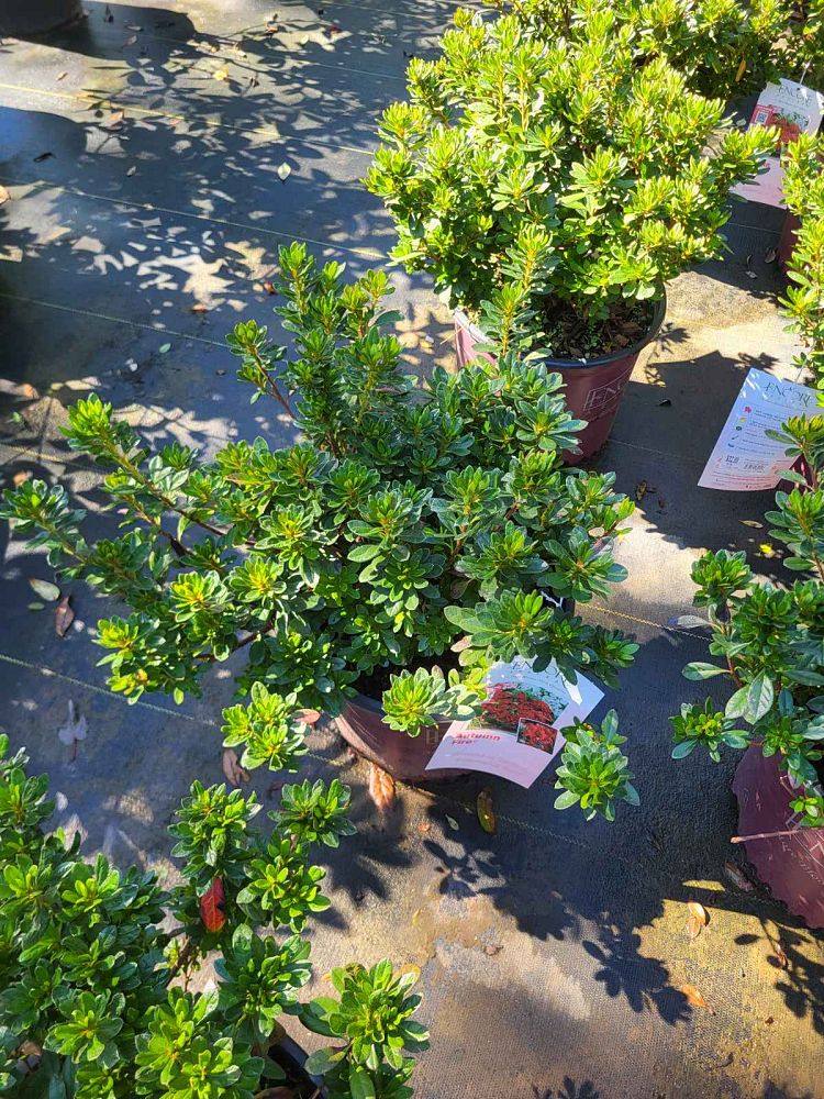 rhododendron-roblez-encore-reg-autumn-fire-reg-reblooming-azalea