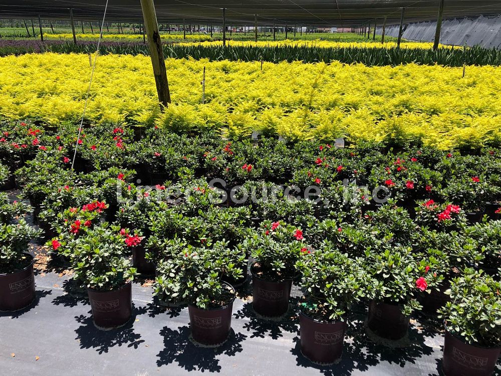 rhododendron-robleza-encore-reg-autumn-bonfire-reg-reblooming-azalea