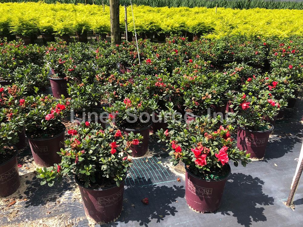 rhododendron-robleza-encore-reg-autumn-bonfire-reg-reblooming-azalea