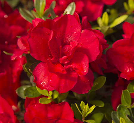 rhododendron-robleza-encore-reg-autumn-bonfire-reg-reblooming-azalea