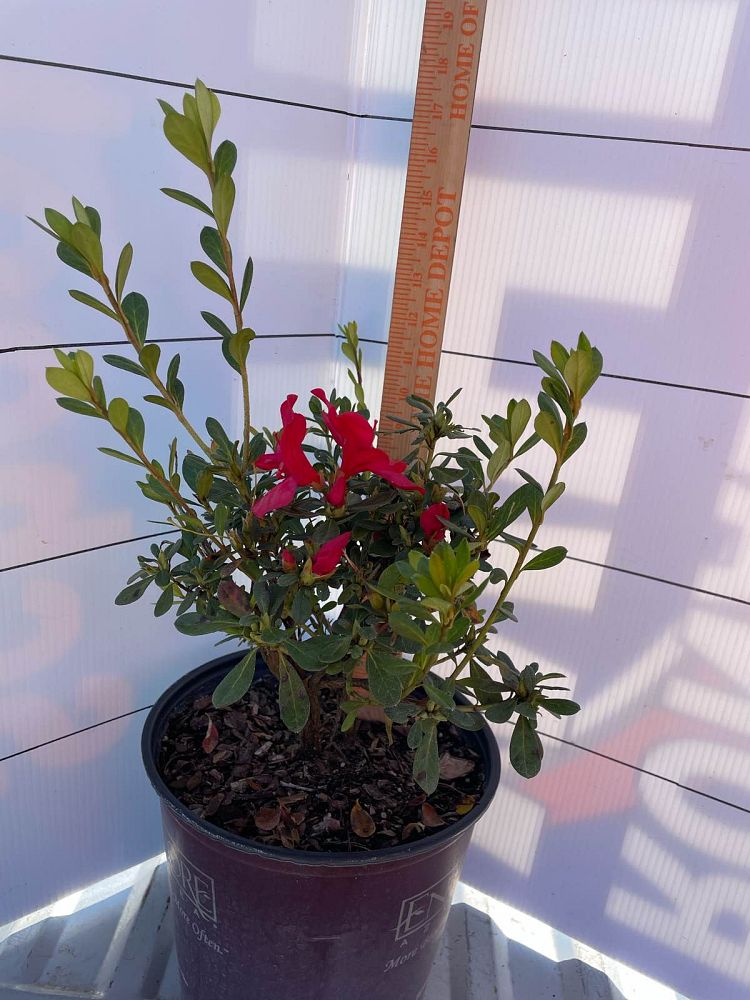 rhododendron-robleza-encore-reg-autumn-bonfire-reg-reblooming-azalea