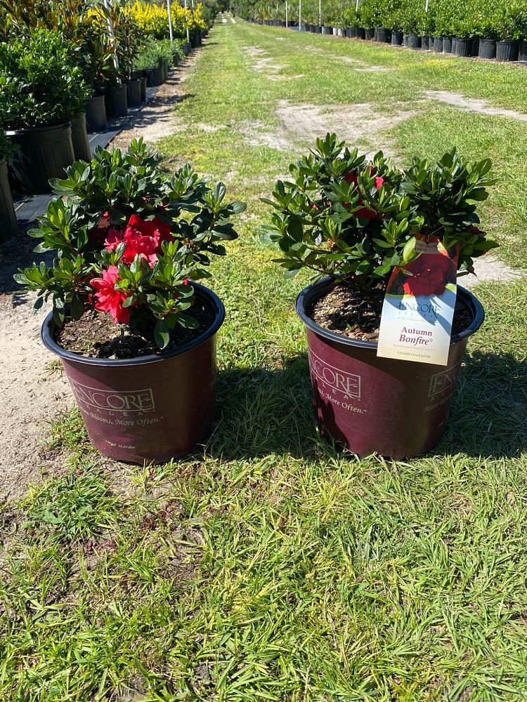 rhododendron-robleza-encore-reg-autumn-bonfire-reg-reblooming-azalea