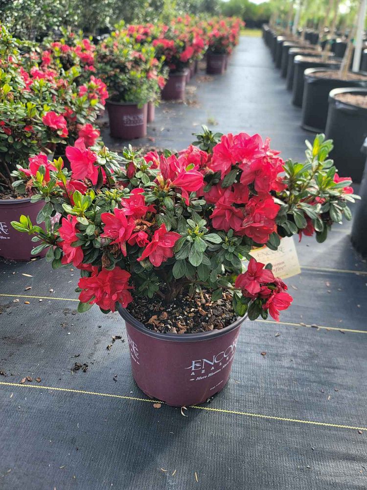 rhododendron-robleza-encore-reg-autumn-bonfire-reg-reblooming-azalea
