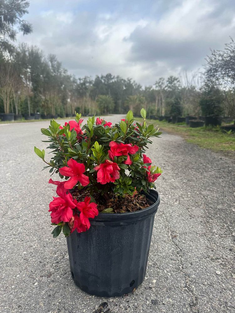 rhododendron-robleza-encore-reg-autumn-bonfire-reg-reblooming-azalea