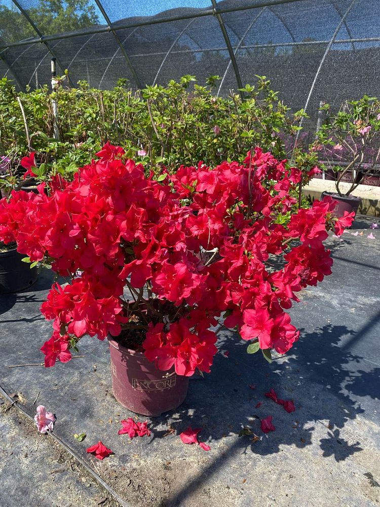 rhododendron-robleza-encore-reg-autumn-bonfire-reg-reblooming-azalea