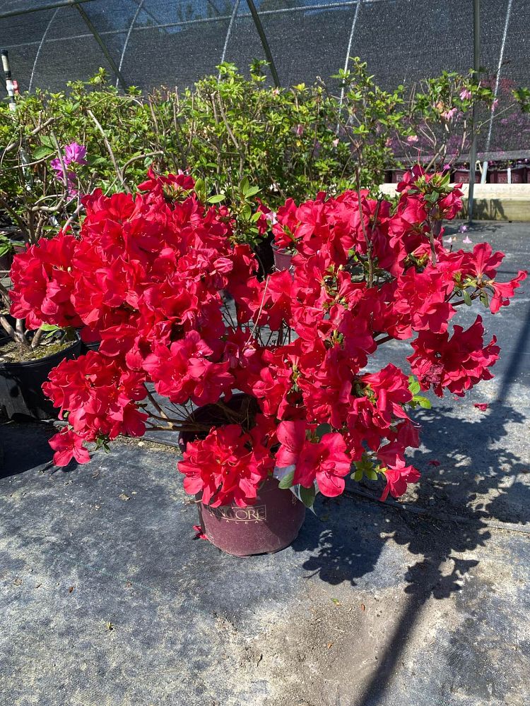 rhododendron-robleza-encore-reg-autumn-bonfire-reg-reblooming-azalea