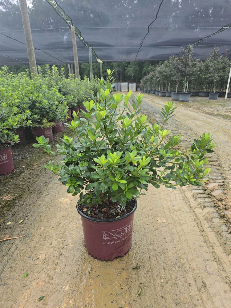 rhododendron-robleza-encore-reg-autumn-bonfire-reg-reblooming-azalea