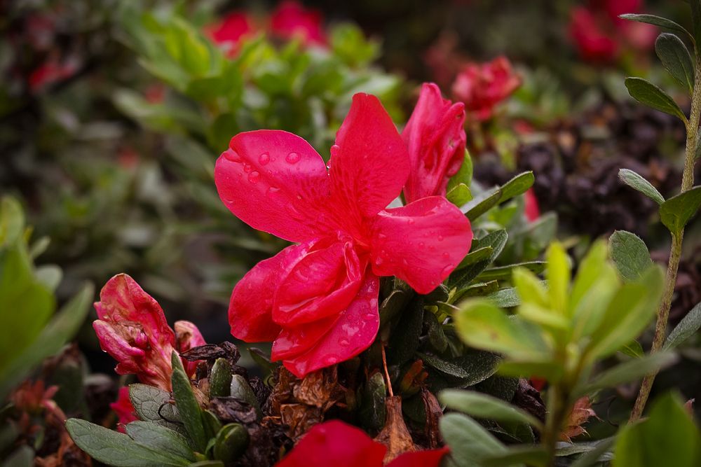 rhododendron-robleza-encore-reg-autumn-bonfire-reg-reblooming-azalea