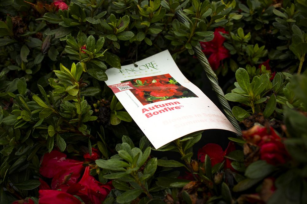 rhododendron-robleza-encore-reg-autumn-bonfire-reg-reblooming-azalea