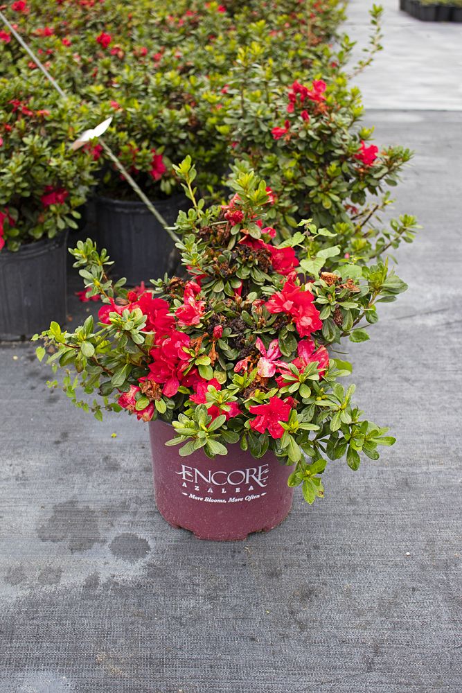 rhododendron-robleza-encore-reg-autumn-bonfire-reg-reblooming-azalea