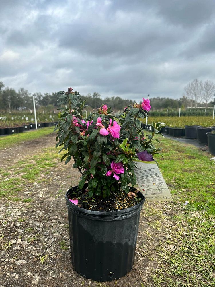 rhododendron-roblezd-encore-reg-autumn-majesty-trade-azalea