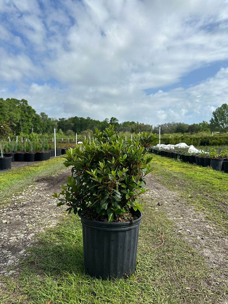 rhododendron-roblezd-encore-reg-autumn-majesty-trade-azalea