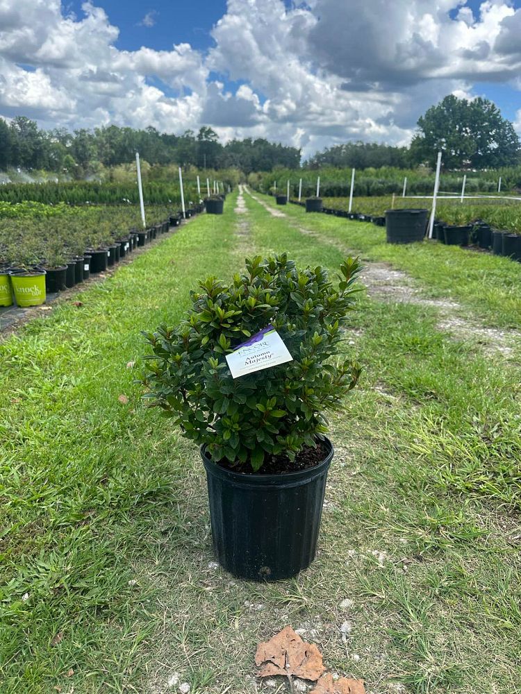 rhododendron-roblezd-encore-reg-autumn-majesty-trade-azalea