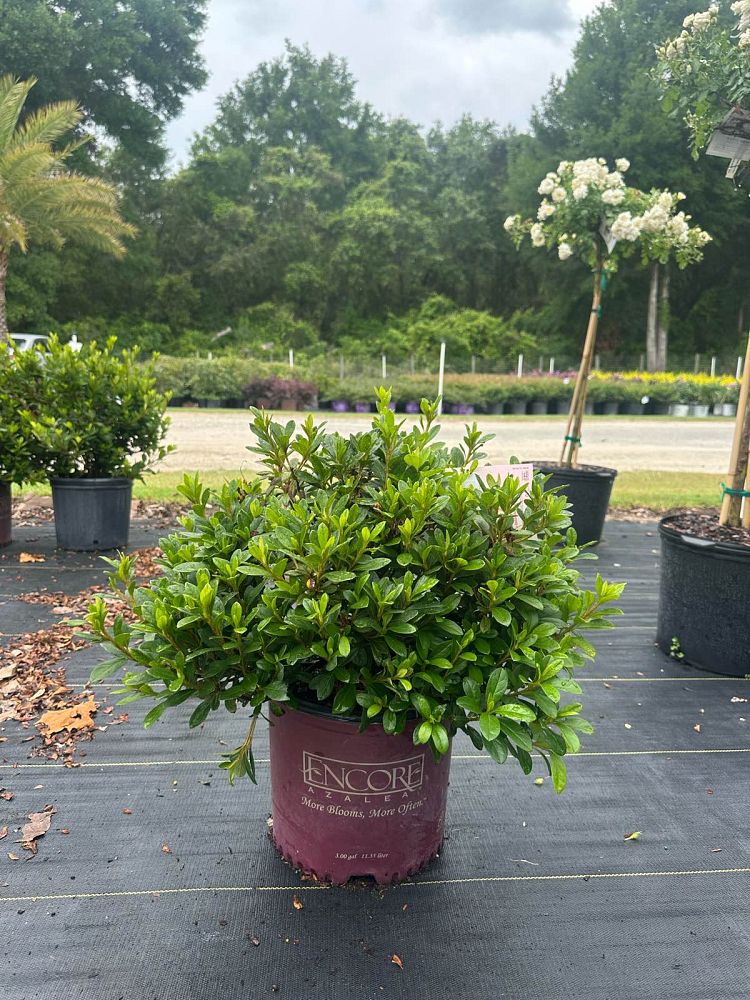 rhododendron-robleze-encore-reg-autumn-starburst-reg-azalea
