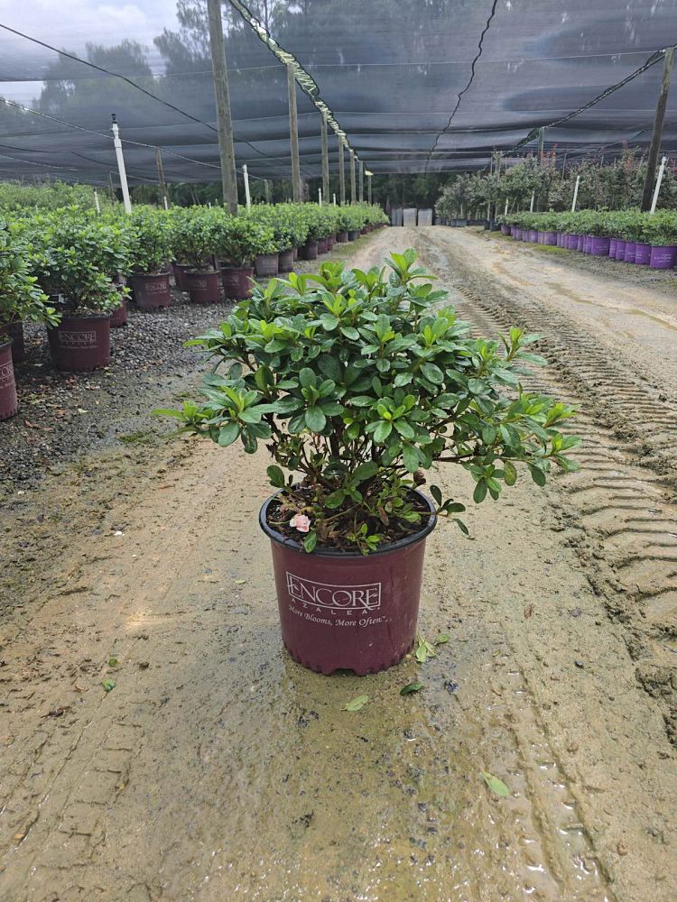 rhododendron-robleze-encore-reg-autumn-starburst-reg-azalea