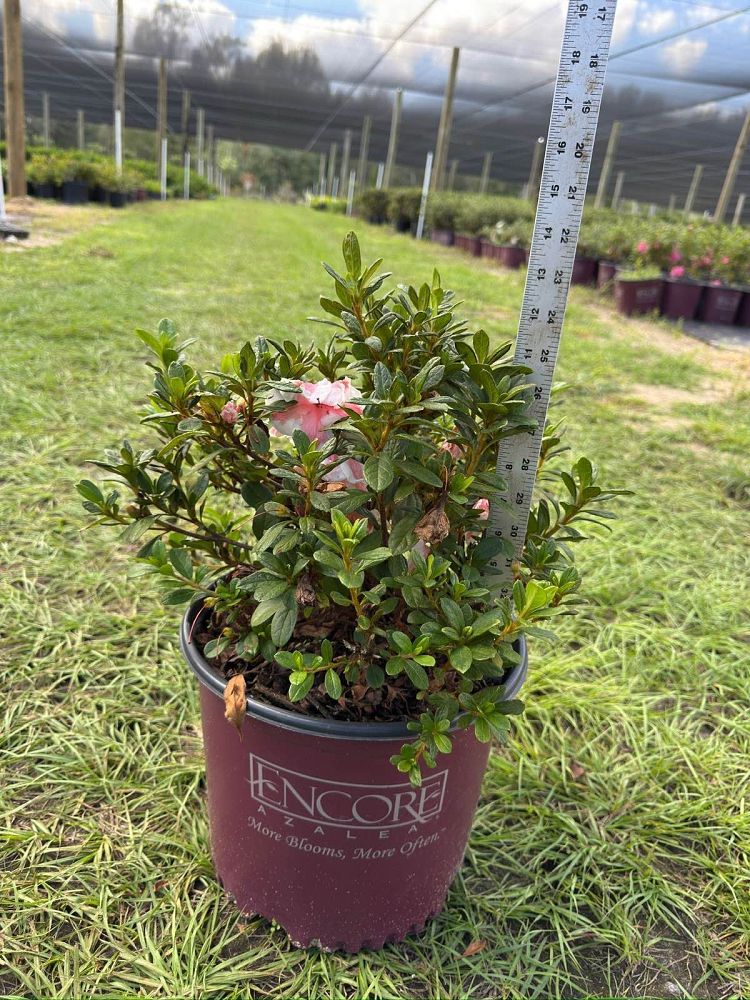 rhododendron-robleze-encore-reg-autumn-starburst-reg-azalea