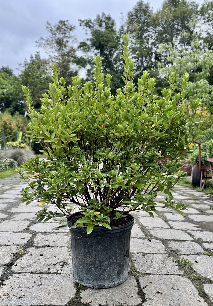 rhododendron-rosebud-azalea