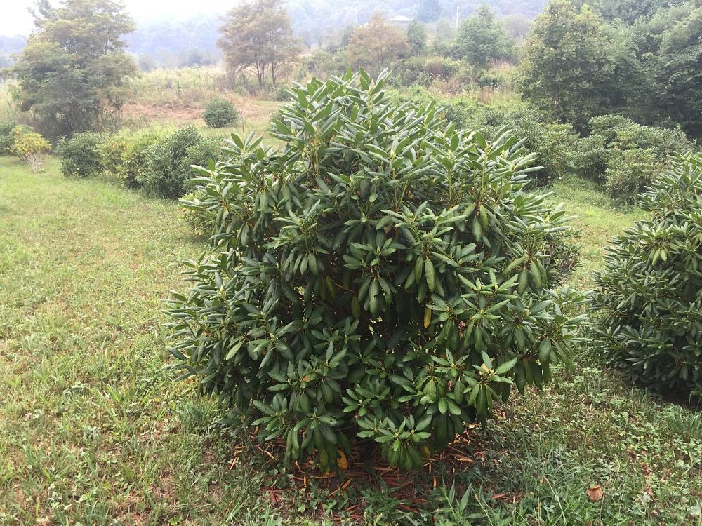rhododendron-roseum-elegans