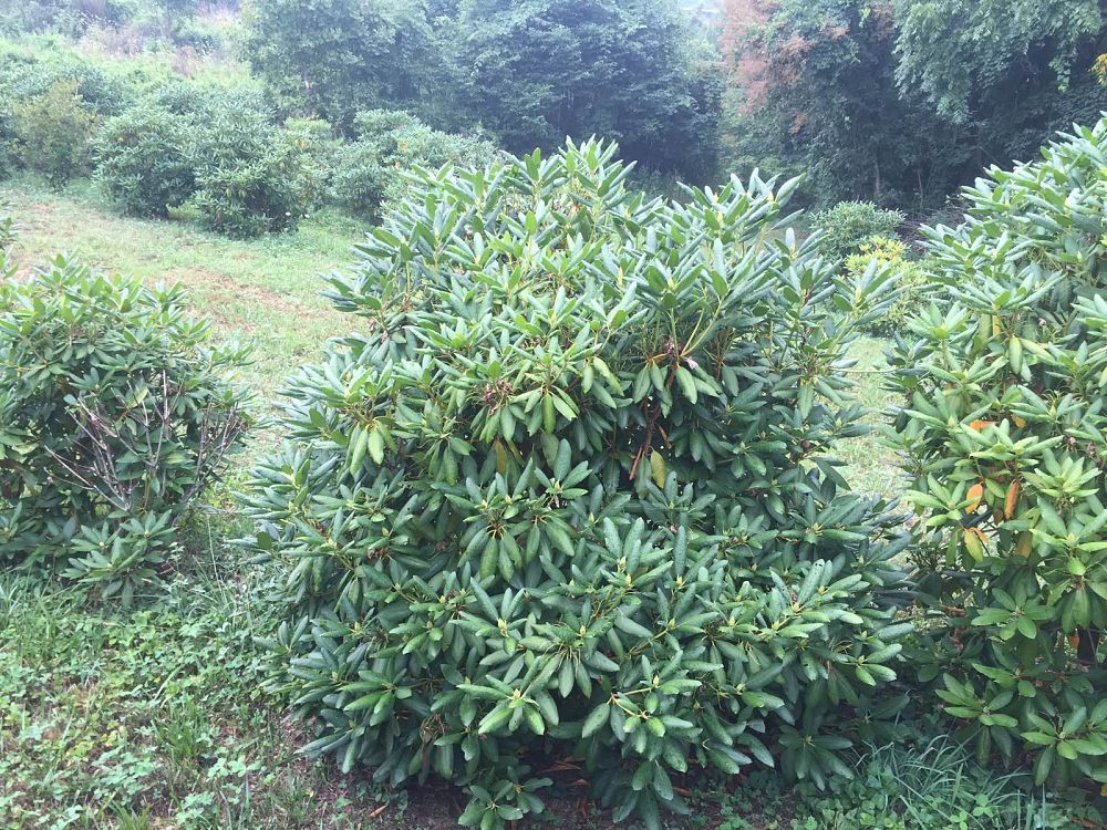 rhododendron-roseum-elegans