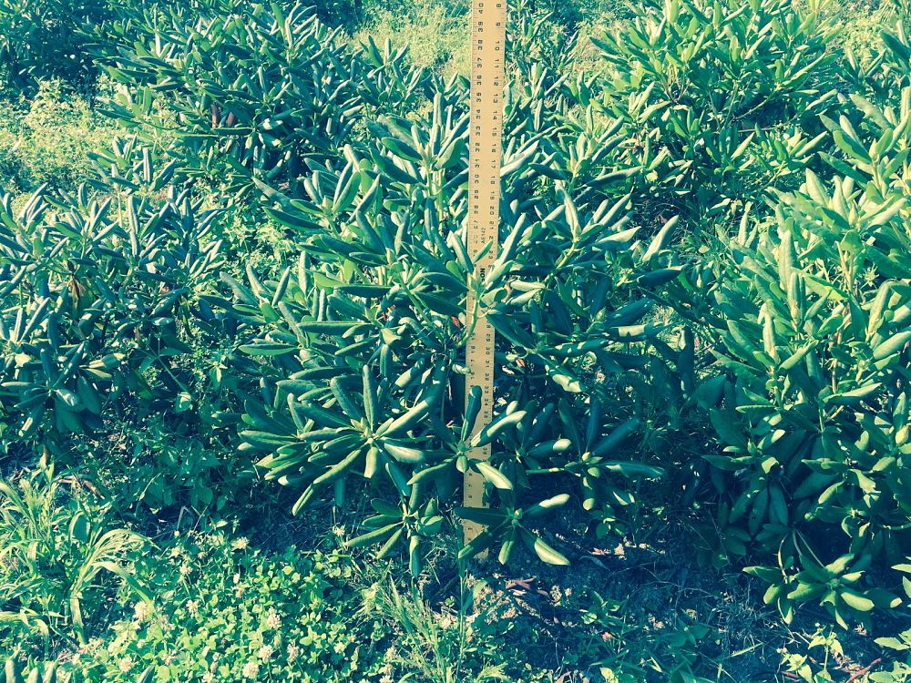 rhododendron-roseum-elegans