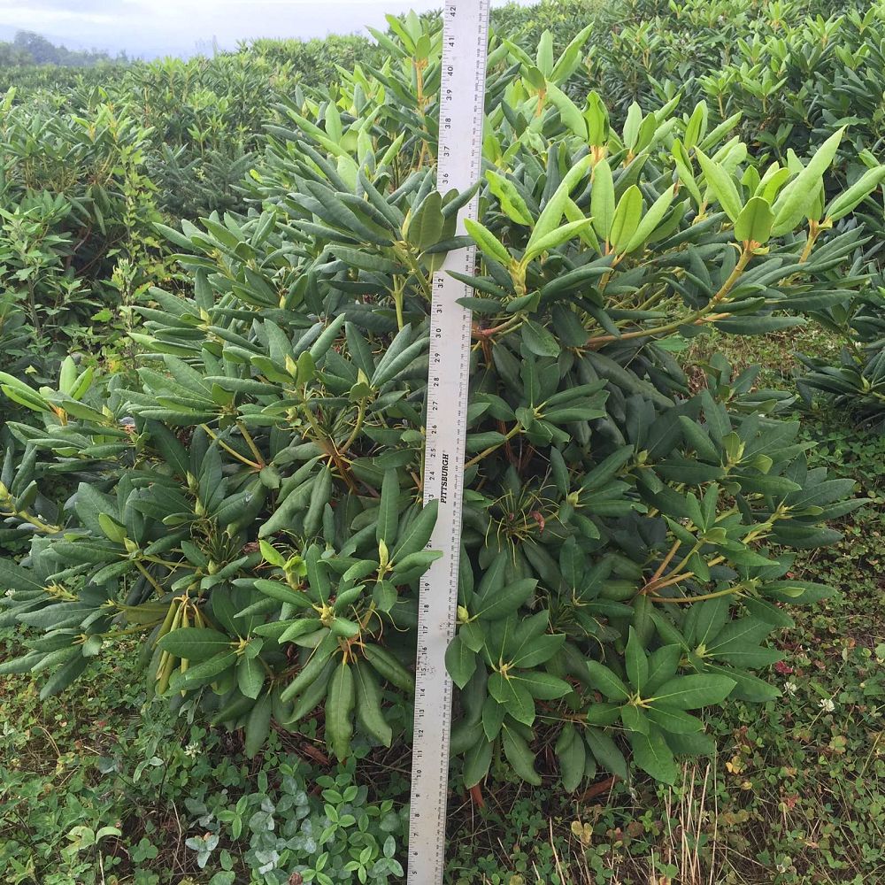 rhododendron-roseum-elegans