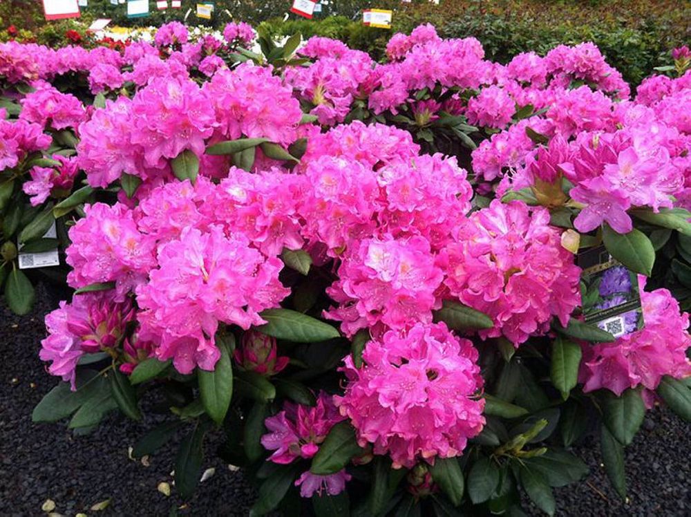 rhododendron-roseum-elegans
