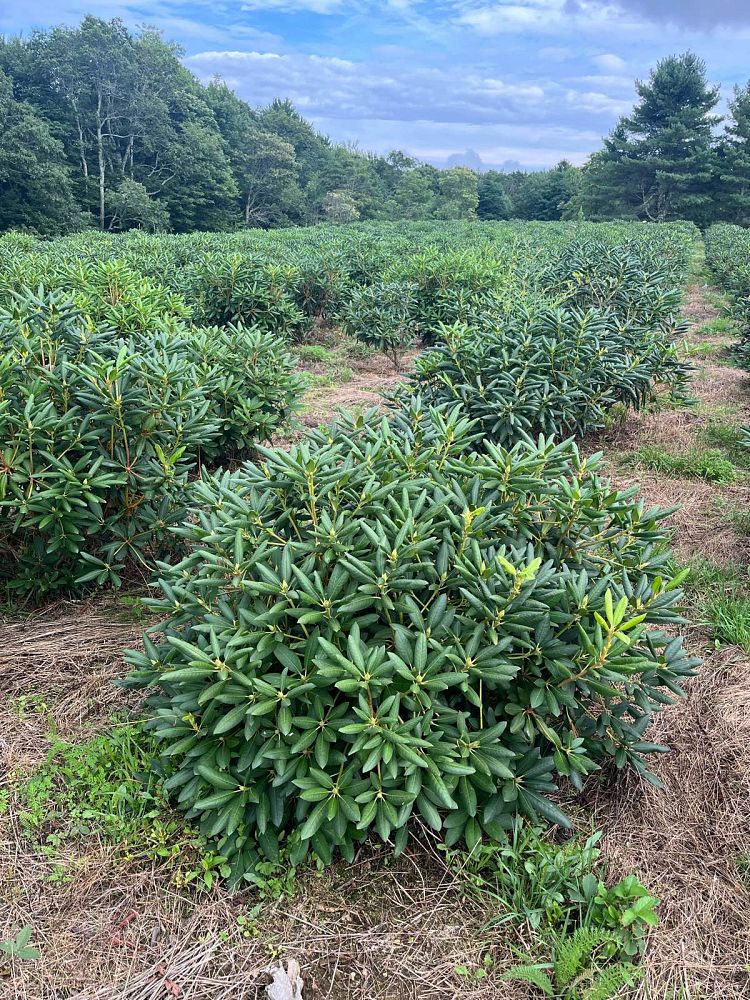 rhododendron-roseum-elegans