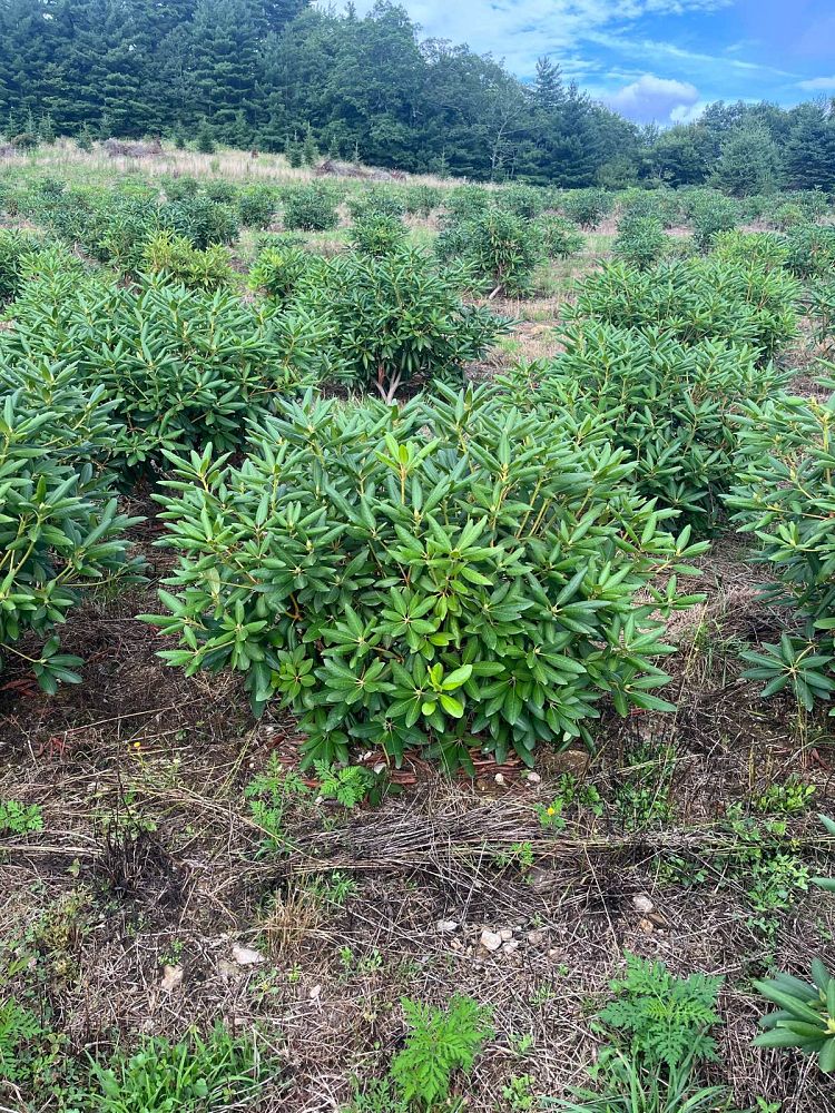 rhododendron-roseum-elegans