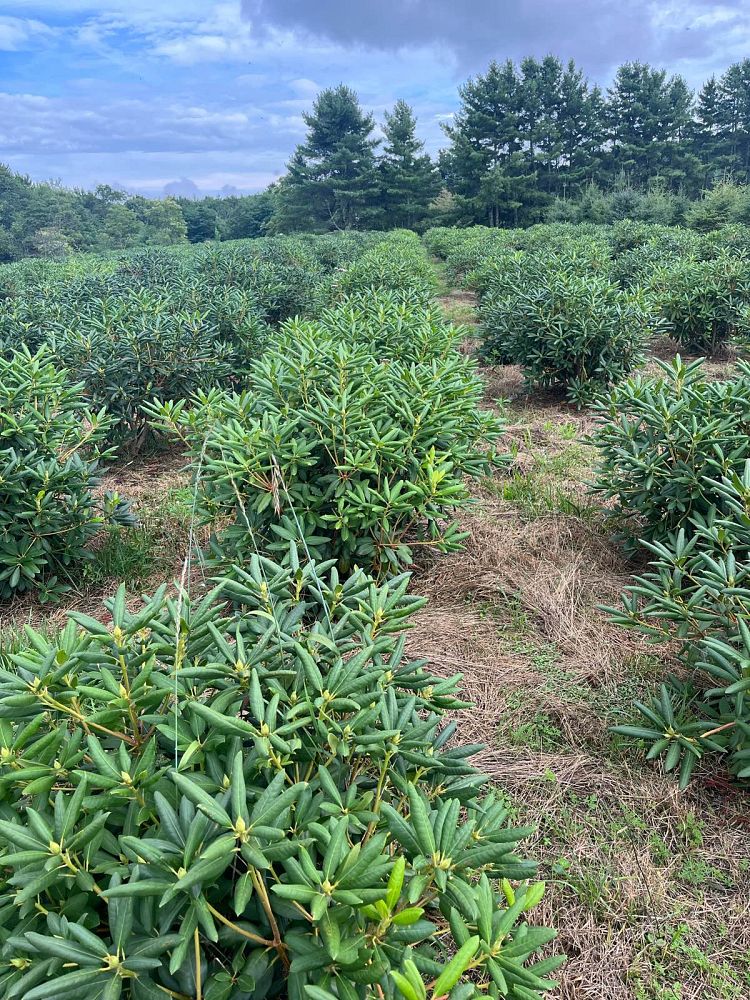 rhododendron-roseum-elegans