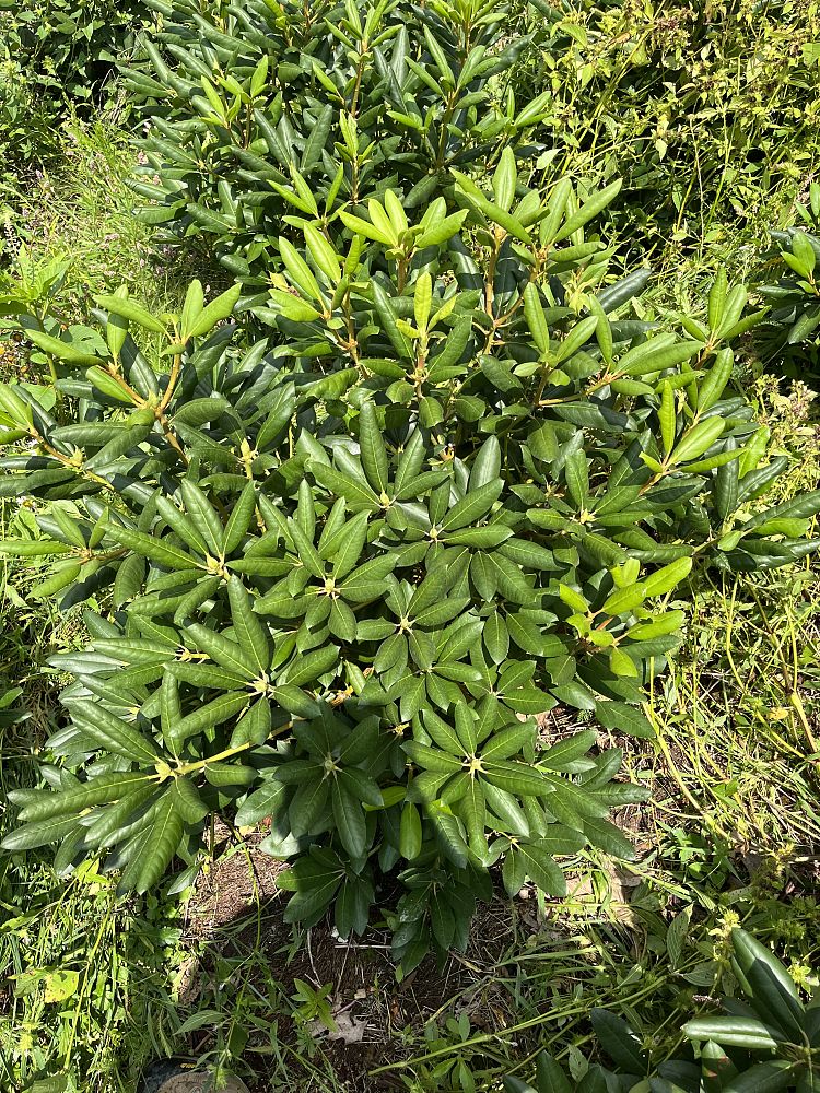 rhododendron-roseum-elegans