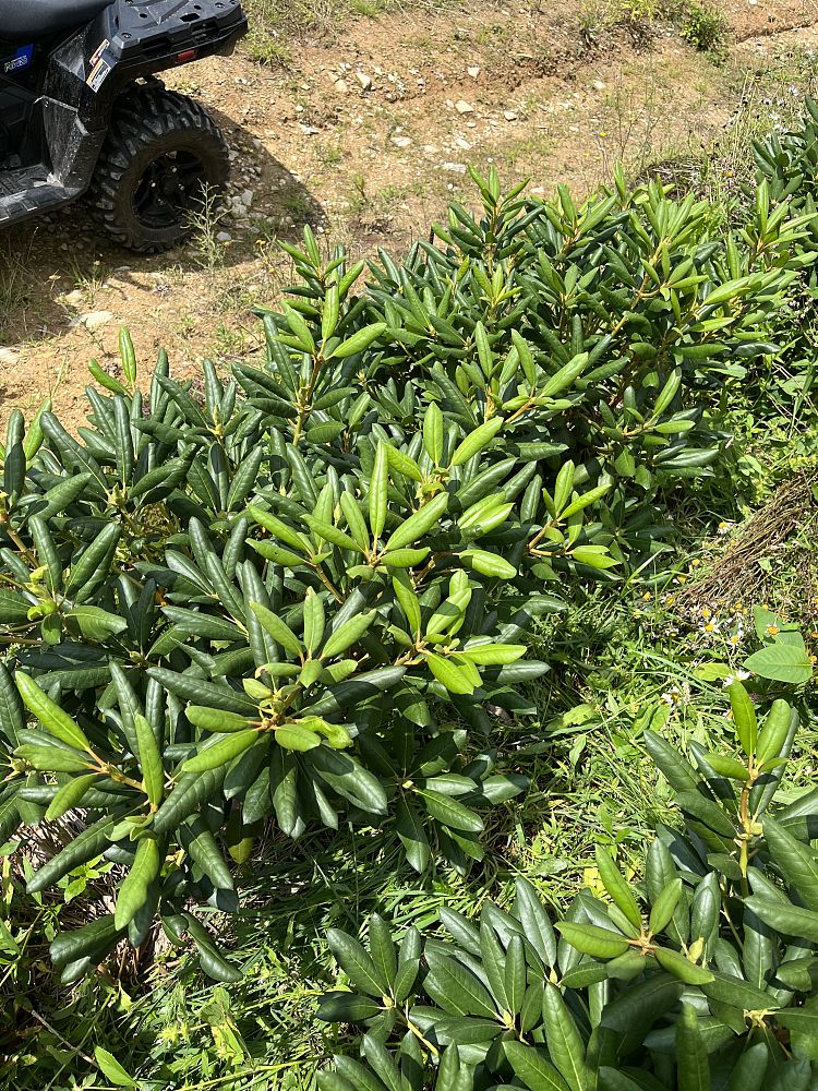 rhododendron-roseum-elegans