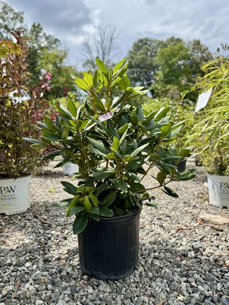 rhododendron-roseum-elegans