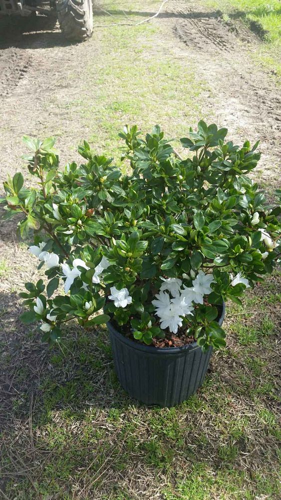 rhododendron-snow-white-azalea