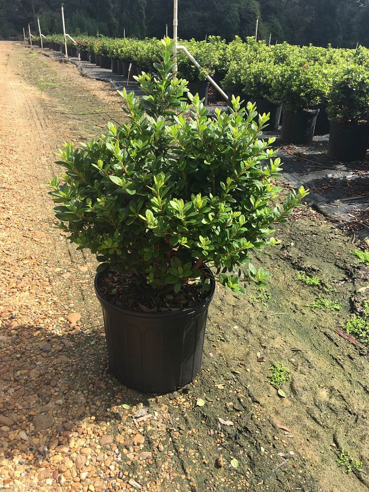 rhododendron-southern-summer-rose