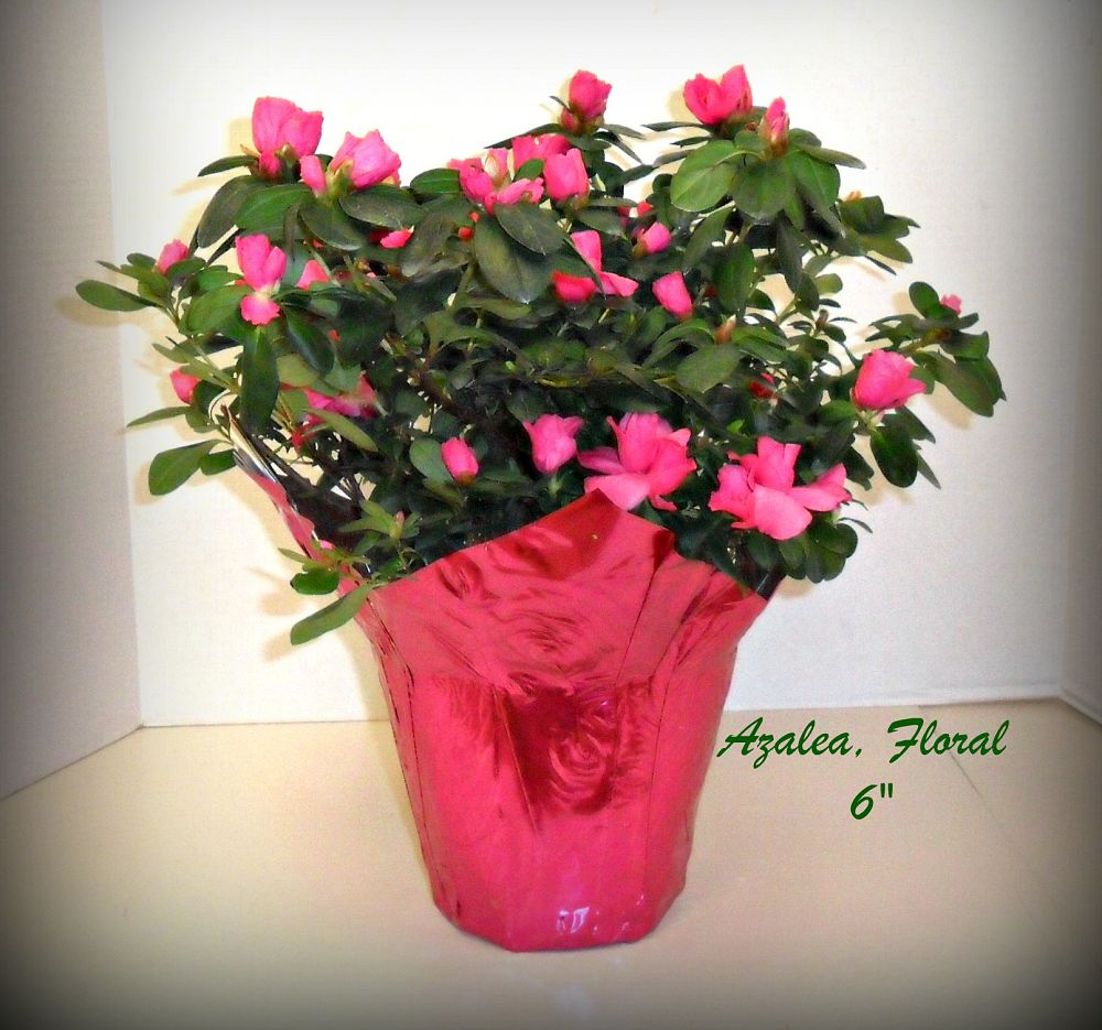 rhododendron-spp-azalea-spp