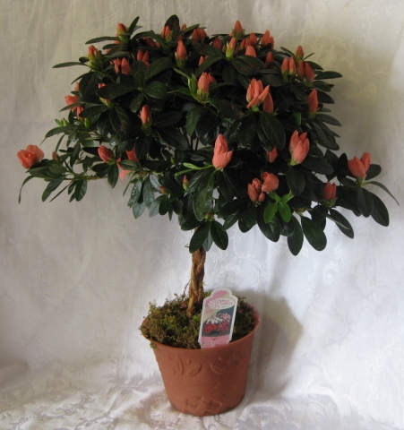 rhododendron-spp-azalea-spp